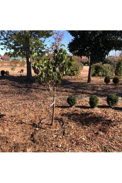 Дерен флорида саженец.